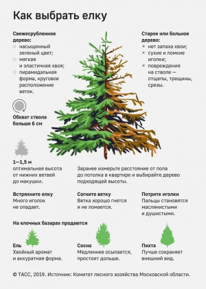 Как выбрать елку