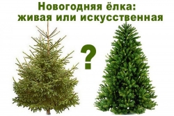 Живые новогодние ёлки наносят меньше вреда экологии, чем искусственные