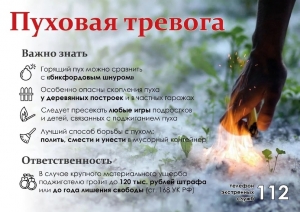Не поджигайте тополиный пух!