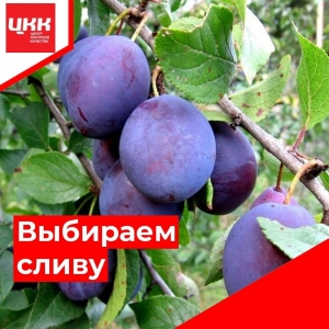 Для Вас - потребители