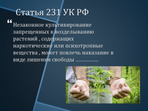 Об уголовной ответственности за незаконное культивирование растений, содержащих наркотические средства или психотропные вещества либо их прекурсоры