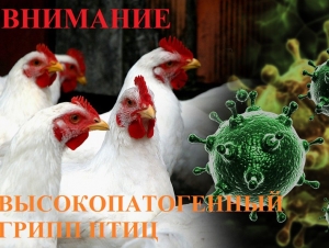 ВНИМАНИЕ! ВАЖНО!  ВЫСОКОПАТОГЕННЫЙ ГРИПП ПТИЦ!