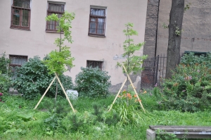 Комфортная городская среда - И еще мы сажаем деревья