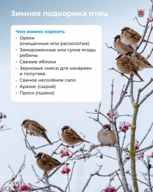 Зимняя подкормка птиц
